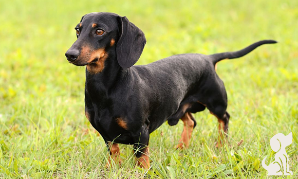 Dachshund