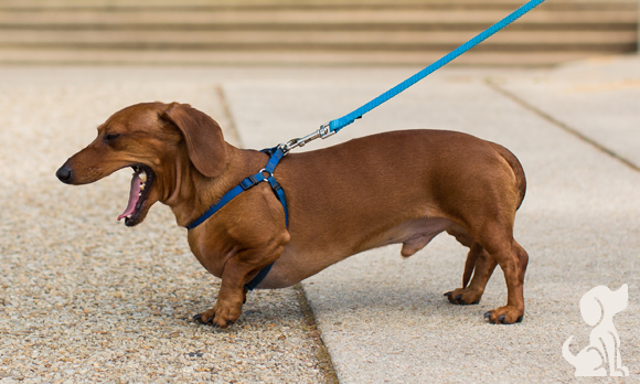 Dachshund