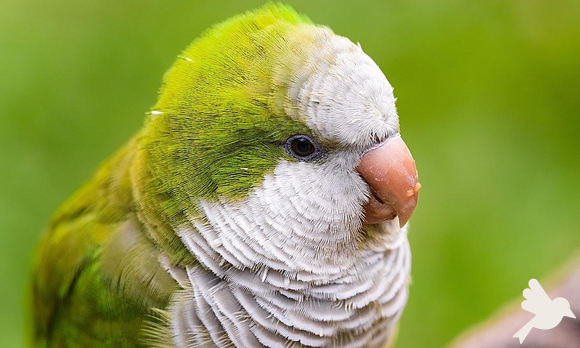 Aves e intoxicação