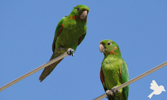 Aves e intoxicação