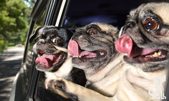 Cachorros no carro!