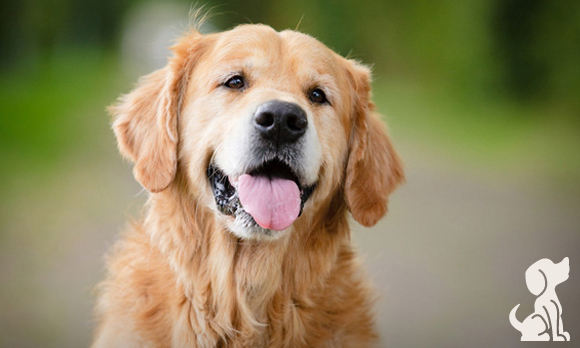 Você deixa seu cachorro lamber você?