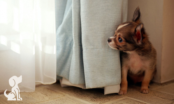 "Meu cachorro tem medo de fogos de artifício!"