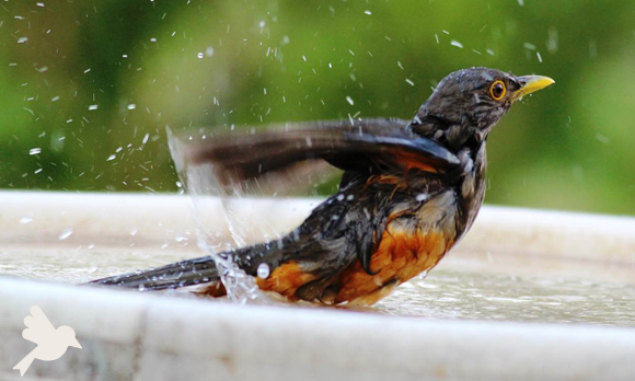 Aves podem tomar banho?