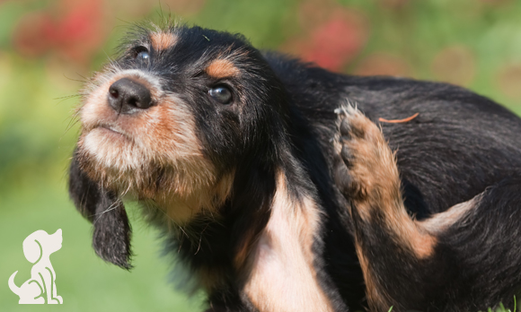 Cão com coceira?