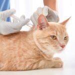 A importância de vacinar seu gato
